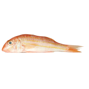 Rode Mullet